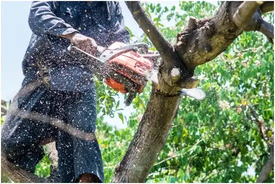 tree services Niagara